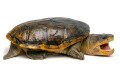 Claudius angustatus Mexico adult male